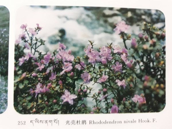 チベット除障香 五大元素ので健康に整えるチベット香を詳しく解説 地・水・火・風・空