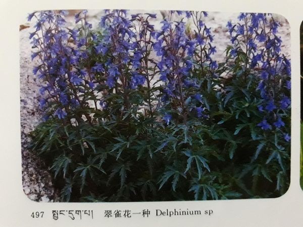 チベット除障香 五大元素ので健康に整えるチベット香を詳しく解説 地・水・火・風・空