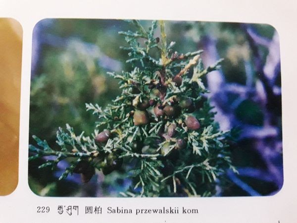 チベット除障香 五大元素ので健康に整えるチベット香を詳しく解説 地・水・火・風・空