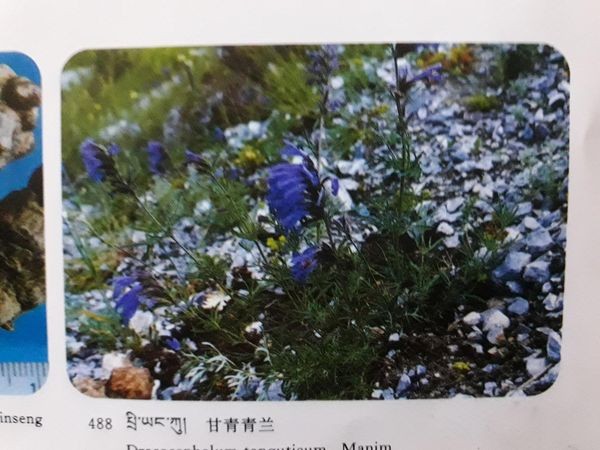 チベット除障香 五大元素ので健康に整えるチベット香を詳しく解説 地・水・火・風・空